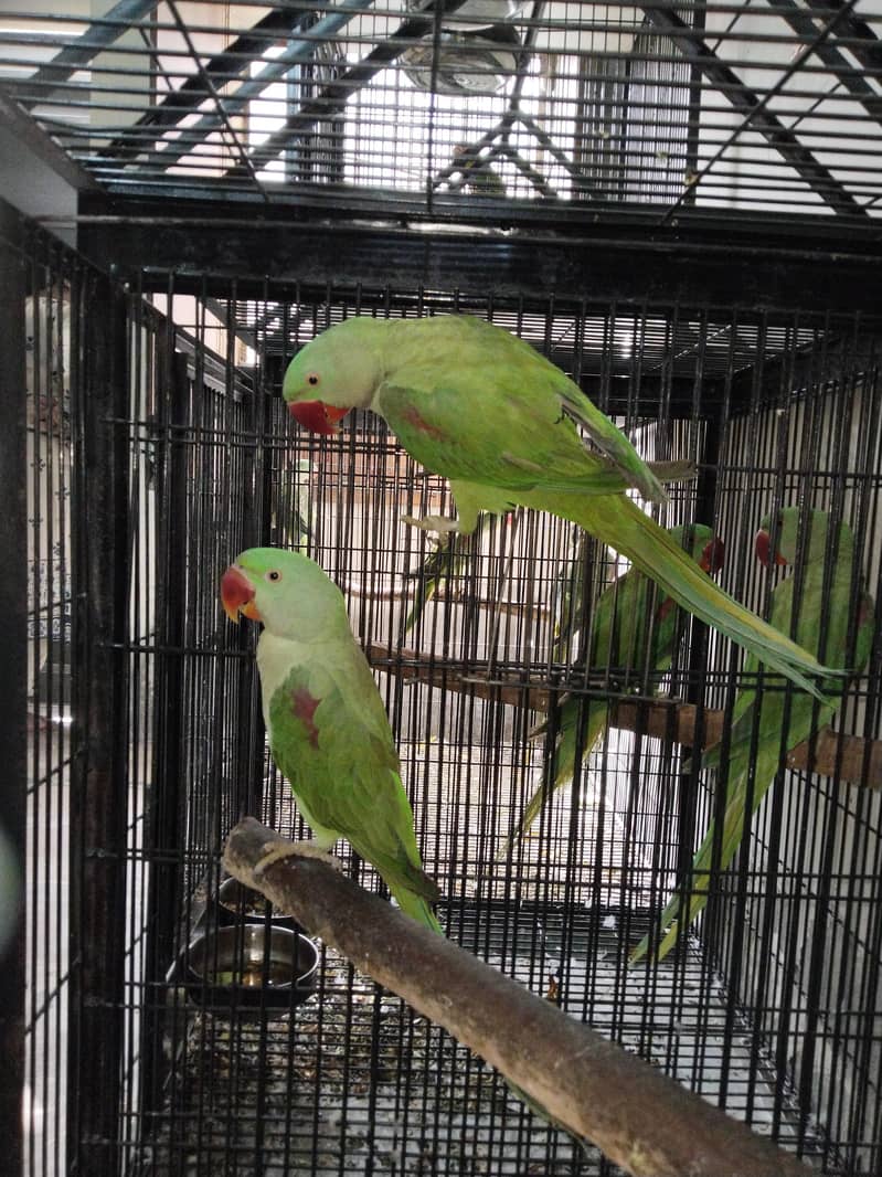 Raw parrots 10