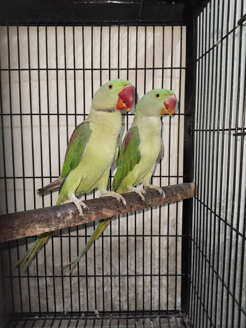 Raw parrots 12