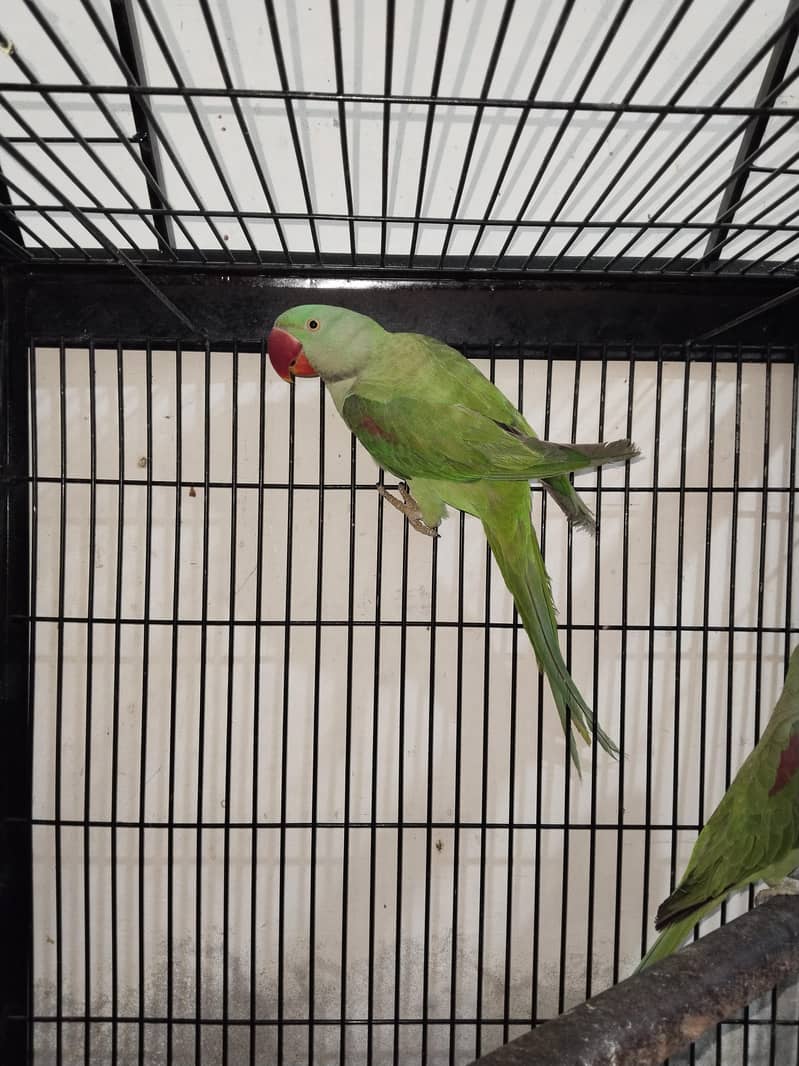 Raw parrots 16