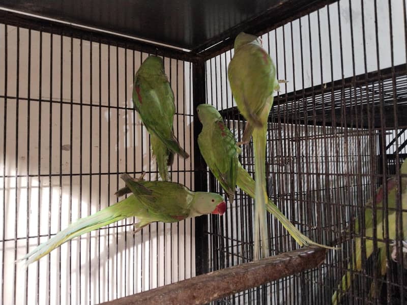 Raw parrots 17