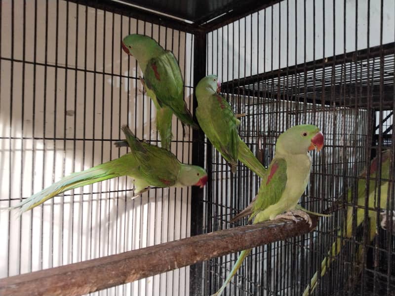 Raw parrots 18