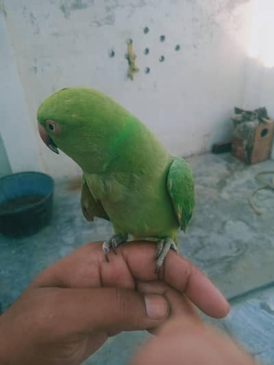green parrot hand team