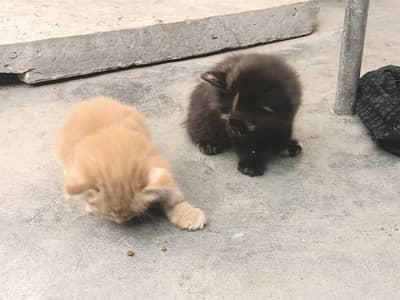 Persian 3pl cotted High quality Female Cat  and kitten for sale
