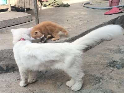 Persian 3pl cotted High quality breedar female Cat , kitten for sale