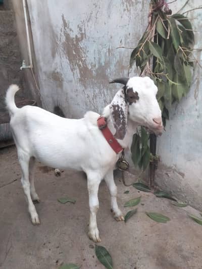 pink nose gulabi crosss