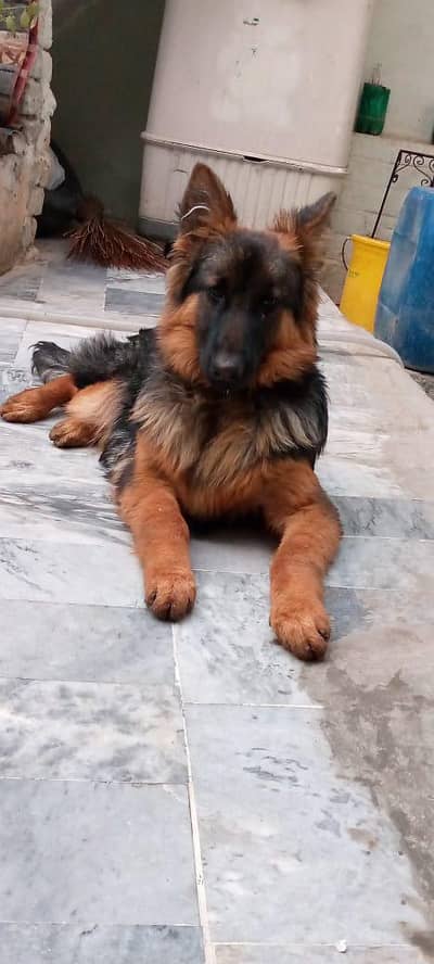 German Puppy Tripple coated Home Bread