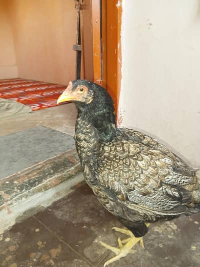 aseel kurak  madi for sale