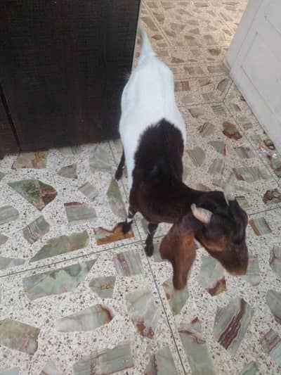 Bakri for sale