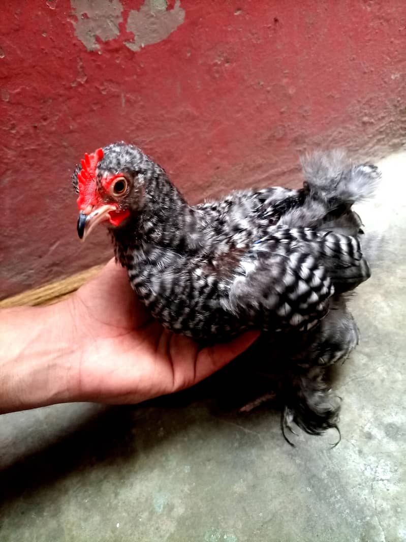 coco chochi bantam 0