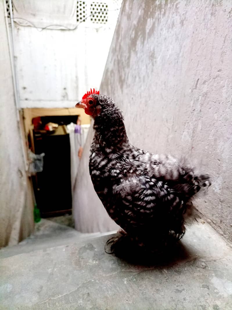 coco chochi bantam 1