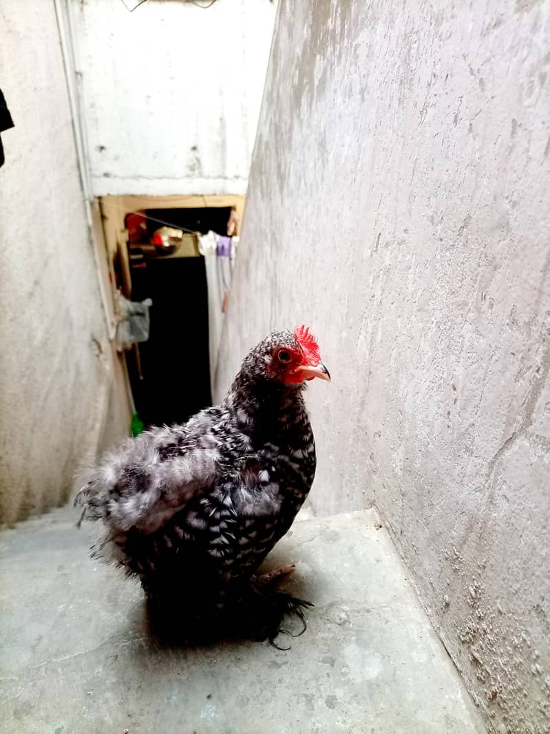 coco chochi bantam 2