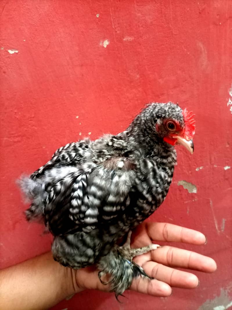 coco chochi bantam 3