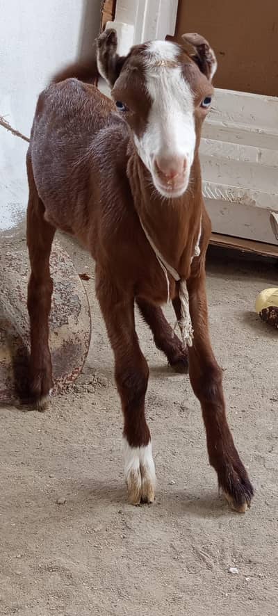 Gulabi Teddy , white eyes