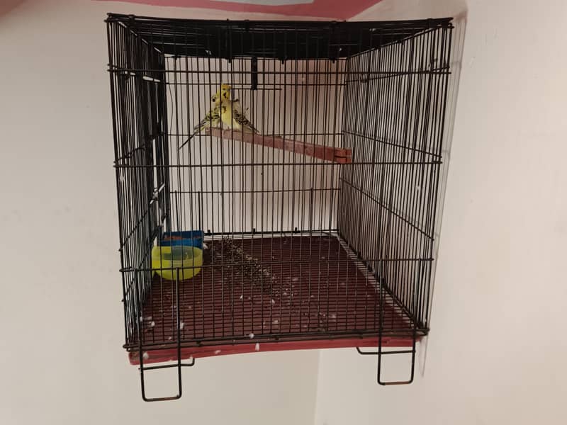 cage (folding) 1