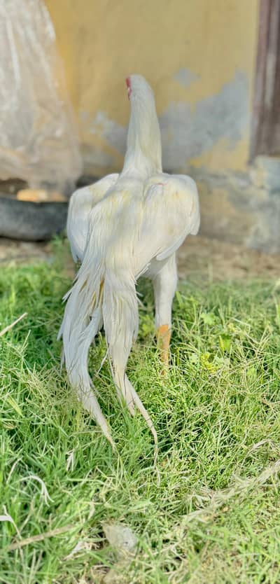 parrot beak