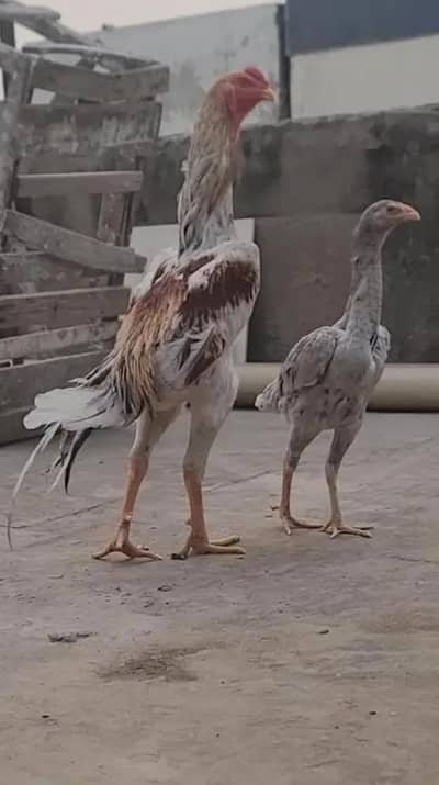 lakhy king size shamo 3 paces