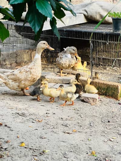 ducks and chicks available