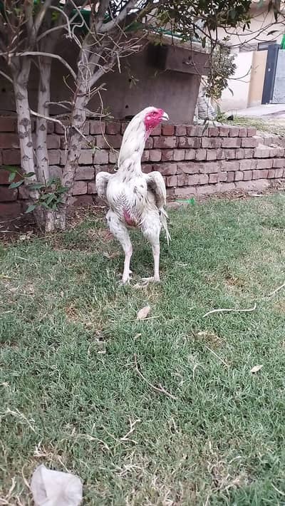 for sale loction mansurabad