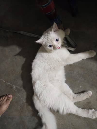 Persian Cat For Urgent Sell