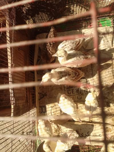 Chick's