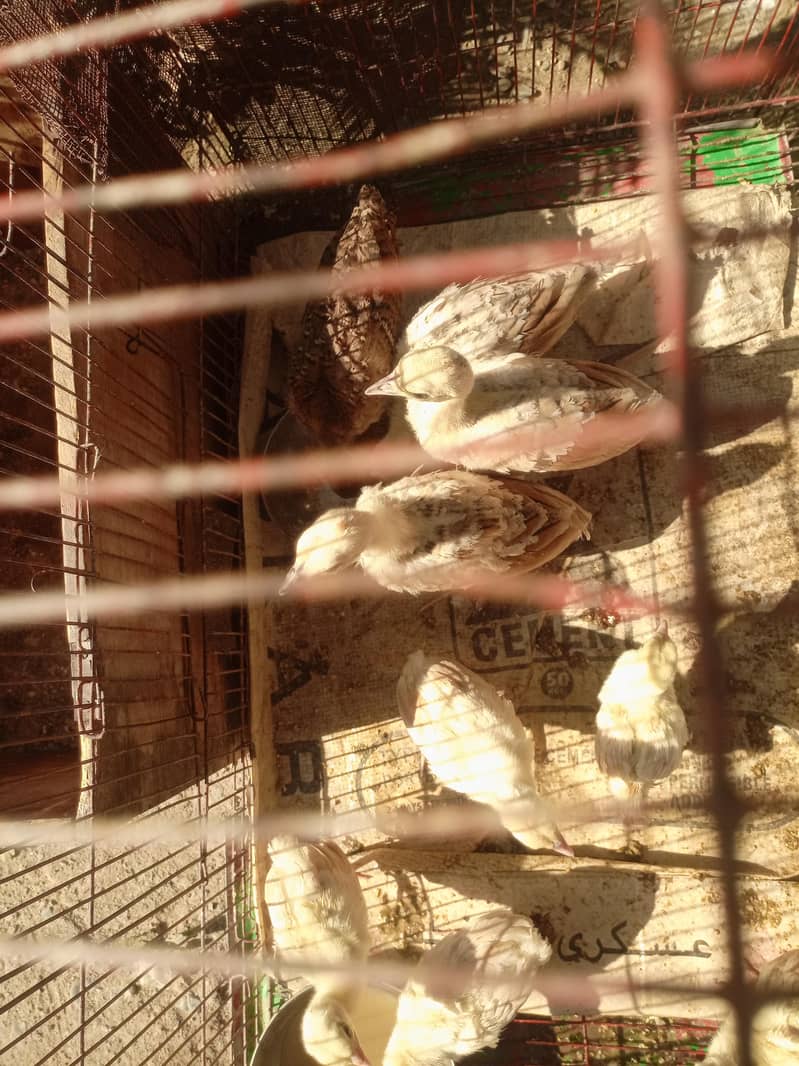 Chick's 0