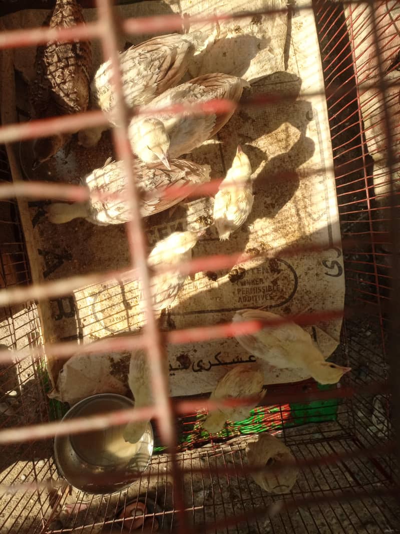 Chick's 1