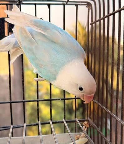 love bird 2 pairs with DNA