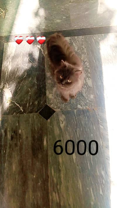 cats sale
