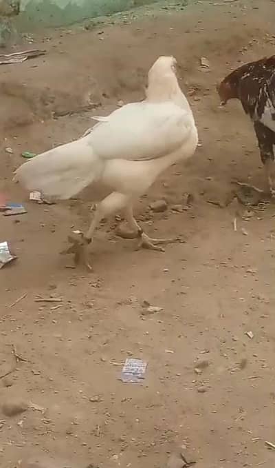 Aseel Heera Murgi