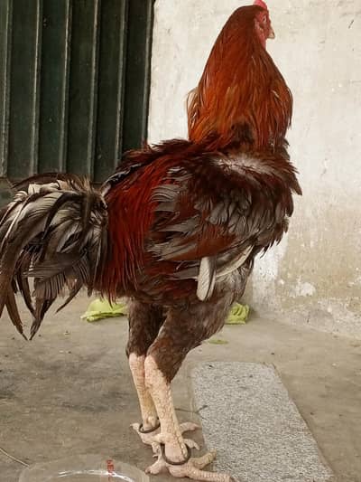 almost 2 feet hight. . red and black colour mixed. . . almost 3kg weight,