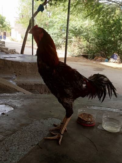 almost 2 feet hight. . red and black colour mixed. . . almost 3kg weight,
