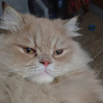 10 month punch face male peki cross 03037782079 what's app