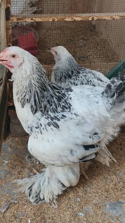 brahma hen,,, female 2 peice hn 03280058008