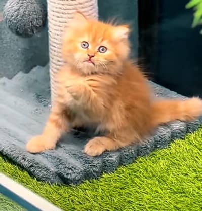 Persian Cat | Billi |  kittens | 3 Coat | w\atsa/pp OƷ48O2୨0146:⁠-⁠[