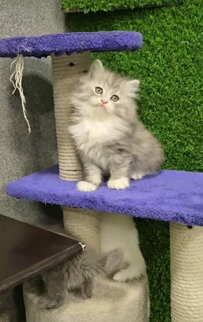 Persian Cat | Billi |  kittens | 3 Coat | w\atsa/pp OƷ48O2୨0146