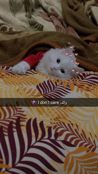 Male Persian Cat for Adoption