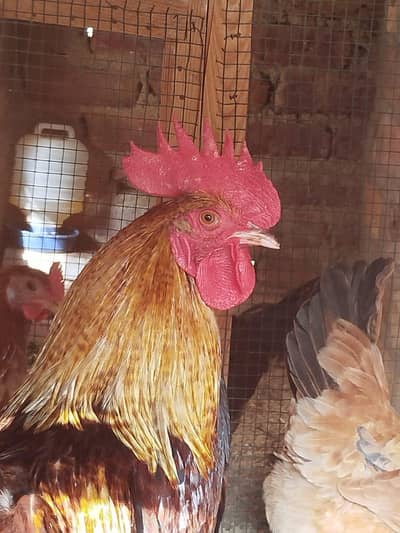 Misri breeder Rooster