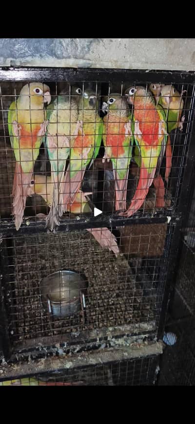 Green Cheek Pineapple Blue Tourquiz
