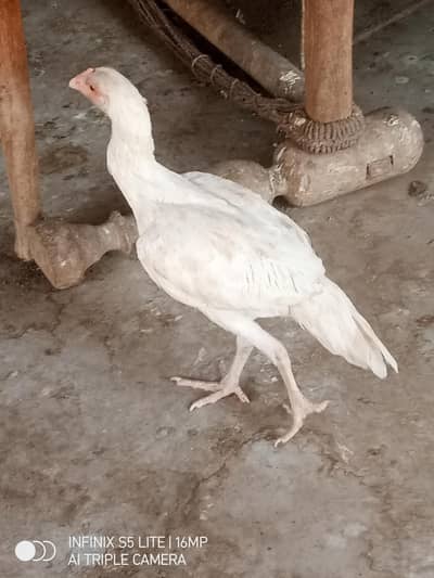 White aseel Heera female paper white for sale