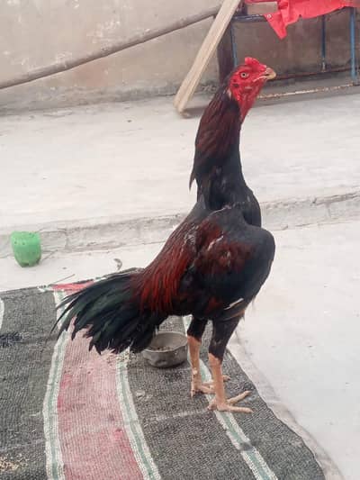 Aseel coock
