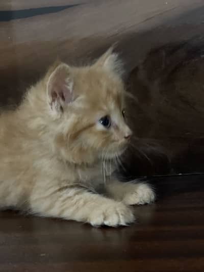 Persian kitten