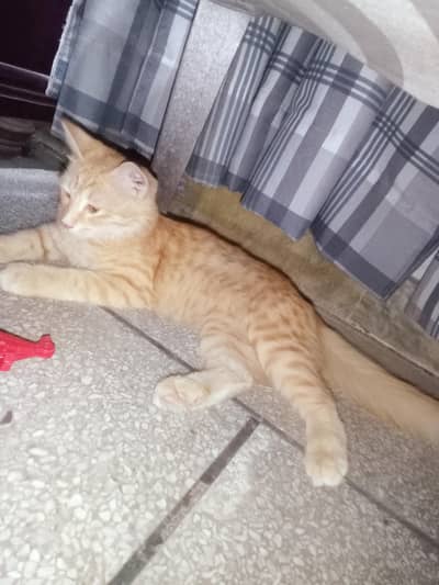 Brown cat