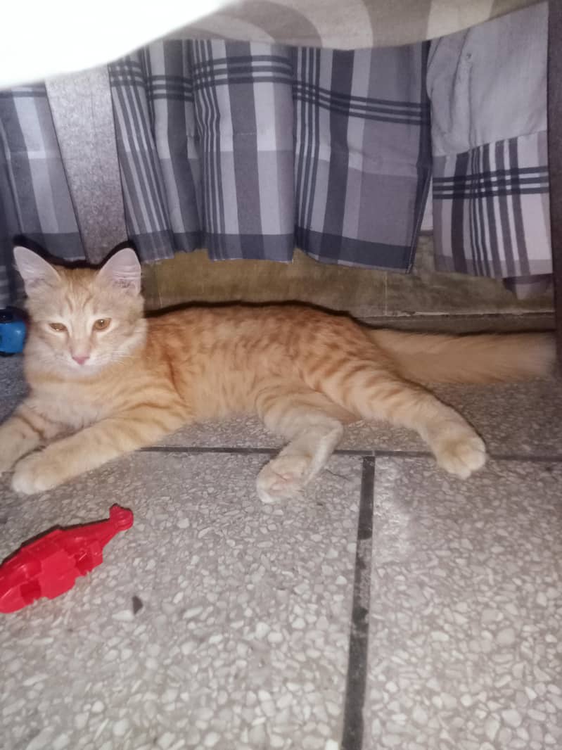 Brown cat 1