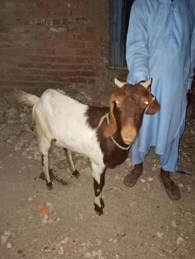 goats fimail