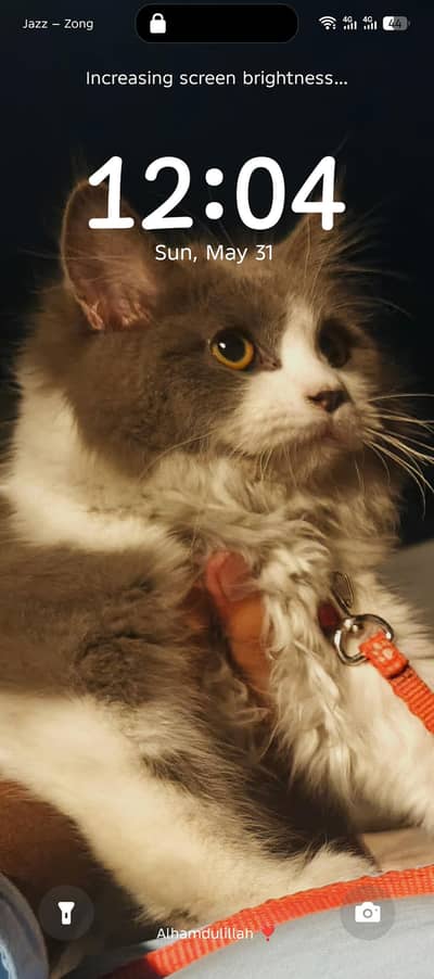 Persian cat