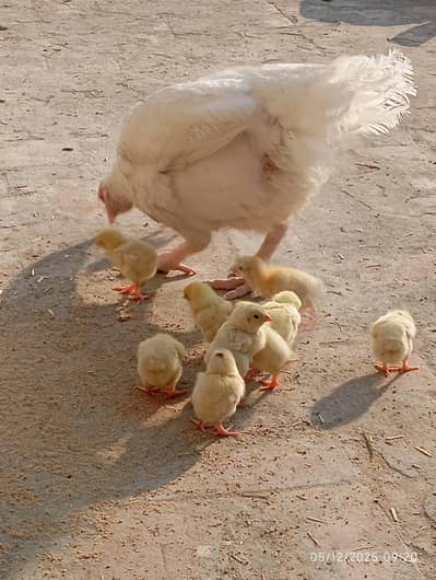 Heera Aseel | Chicks| Pure Heera Aseel | Aseel