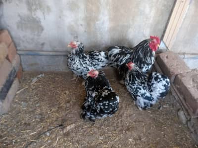 molted bantam