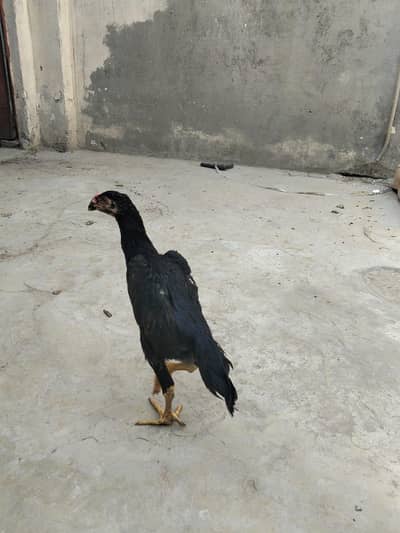 Shamo| Bkack| Male| For| Sale|