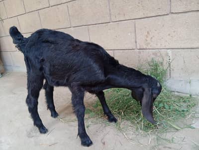 animal for sell