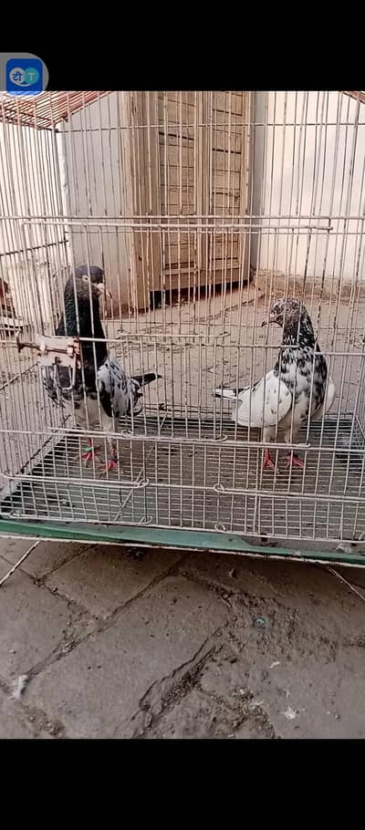 Breeder pairs
